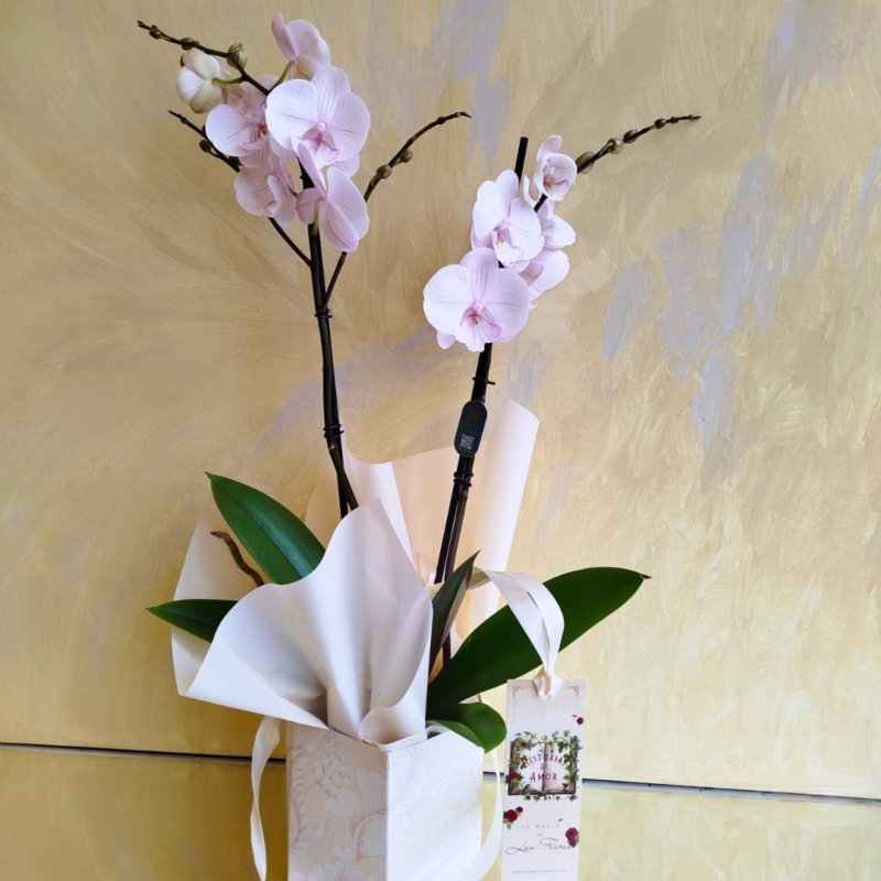 Orquídea rosa