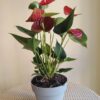 La planta del amor